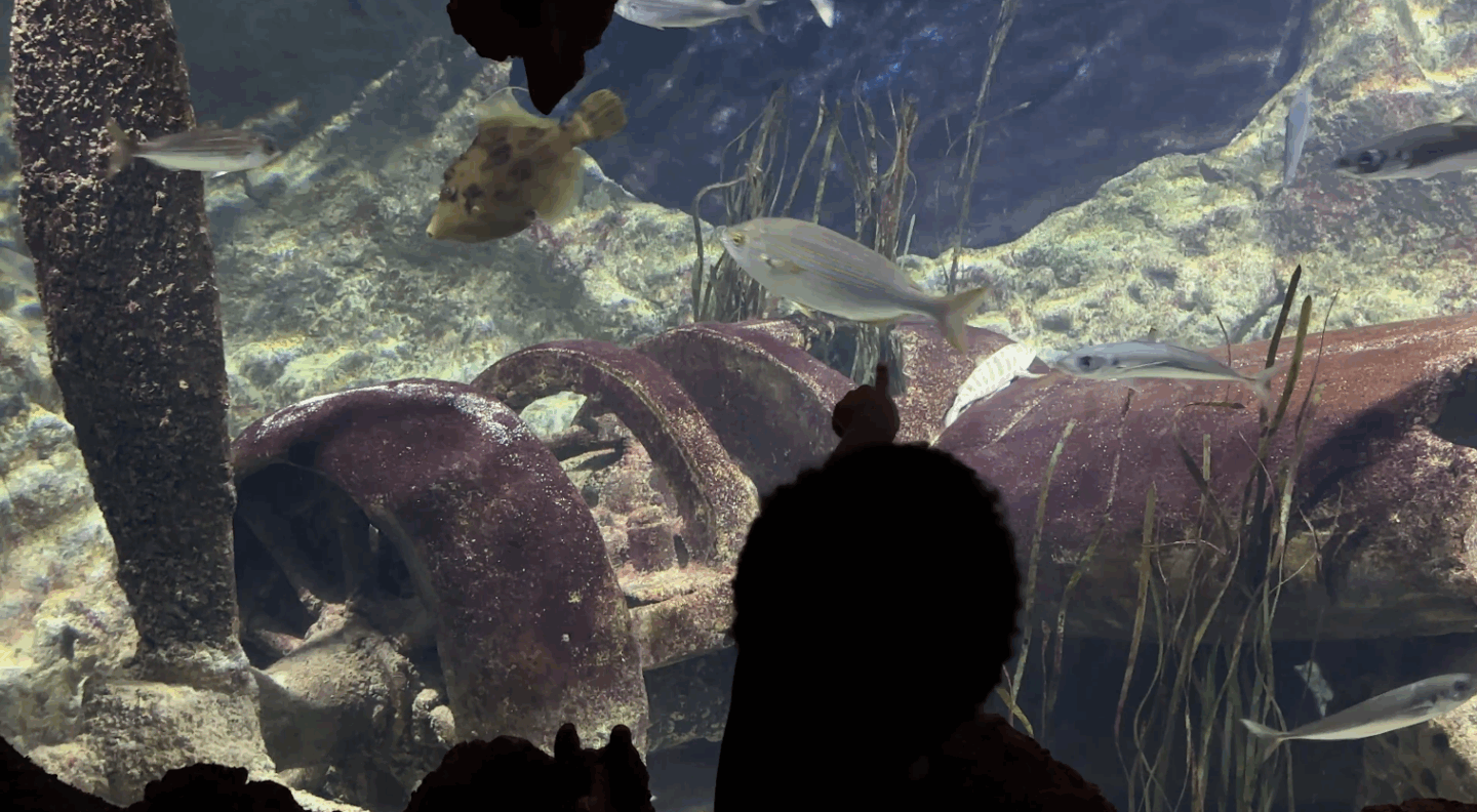 Malta National Aquarium with a things to do with a toddler in malta